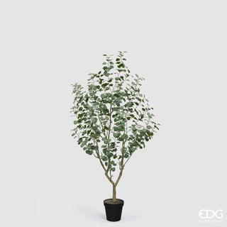 EDG Enzo De Gasperi Künstliche Eukalyptuspflanze Vouge mit Vase, H190 cm