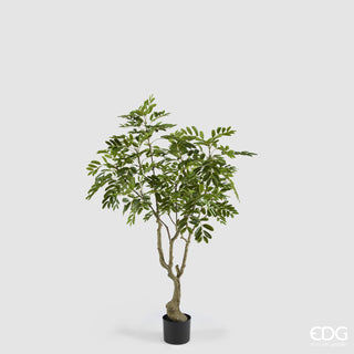 EDG Enzo De Gasperi Pianta Artificiale Dalbergia Vogue con Vaso H180 cm