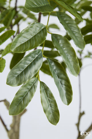 EDG Enzo De Gasperi Pianta Artificiale Dalbergia Vogue con Vaso H180 cm