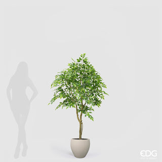 EDG Enzo De Gasperi Künstliche Ficus Beniamino Vogue Pflanze mit Vase H 170 cm