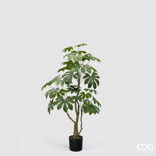 EDG Enzo De Gasperi Künstliche Aralia Vogue Pflanze mit Vase H 144 cm