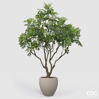 EDG Enzo De Gasperi Pianta Artificiale Dalbergia Vogue con Vaso H240 cm