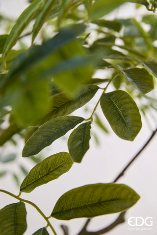 EDG Enzo De Gasperi Pianta Artificiale Dalbergia Vogue con Vaso H240 cm