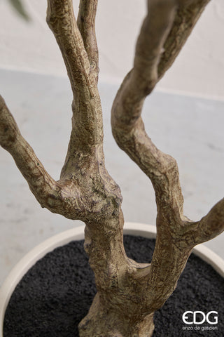 EDG Enzo De Gasperi Pianta Artificiale Dalbergia Vogue con Vaso H240 cm