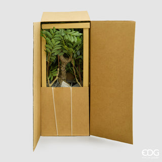 EDG Enzo De Gasperi Pianta Artificiale Dalbergia Vogue con Vaso H240 cm