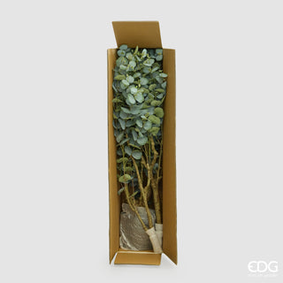 EDG Enzo De Gasperi Pianta Artificiale Eucalipto Vouge con Vaso H210 cm