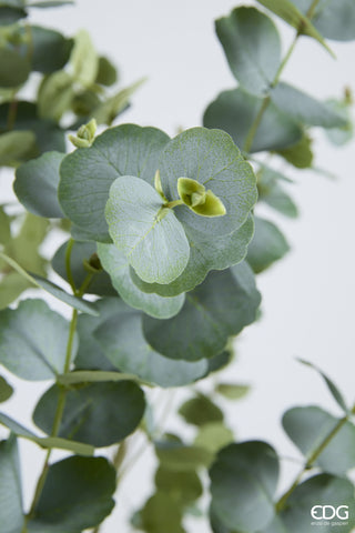 EDG Enzo De Gasperi Pianta Artificiale Eucalipto Vouge con Vaso H210 cm