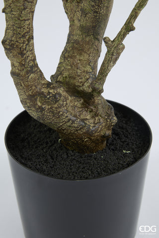 EDG Enzo De Gasperi Pianta Artificiale Eucalipto Vouge con Vaso H210 cm