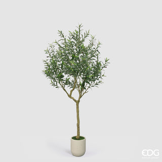 EDG Enzo De Gasperi Pianta Artificiale Olivo Vouge con Vaso H210 cm
