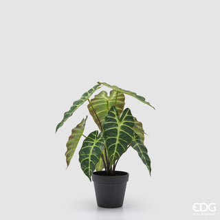EDG Enzo De Gasperi Pianta Alocasia con Vaso H41 cm
