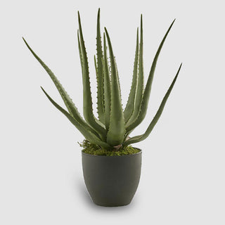 EDG Enzo De Gasperi plant with Aloe Chic pot h55 cm