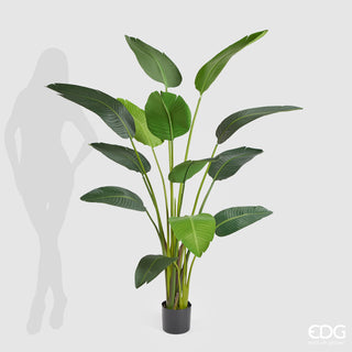 EDG Enzo De Gasperi Chic Strelitzia Planta con Maceta Al. 180 cm