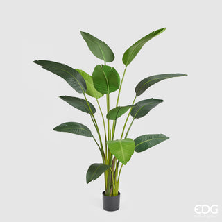 EDG Enzo De Gasperi Chic Strelitzia Planta con Maceta Al. 180 cm