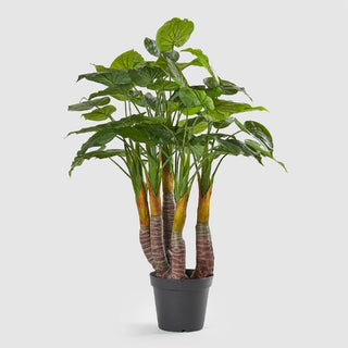 EDG Enzo De Gasperi Philodendron planta con maceta h 120 cm 48 hojas