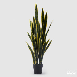 EDG Enzo De Gasperi Sanseveria West Planta con Maceta Al. 140 cm