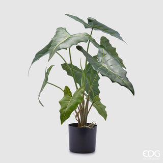 EDG Enzo De Gasperi Ficus Lyrata plant H 152 cm