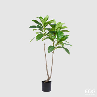 EDG Enzo De Gasperi Artificial Plant Elaeocarpus Chic X3 with Pot H150 cm