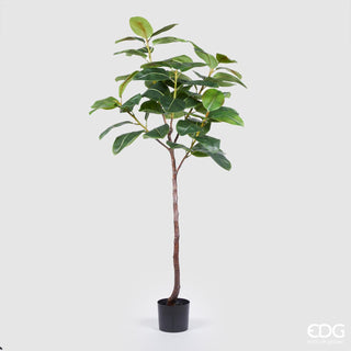 EDG Enzo De Gasperi Pianta Artificiale Ficus Elastica Chic H170 cm