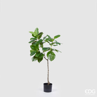 EDG Enzo De Gasperi Pianta Artificiale Ficus Chic x3 H120 cm
