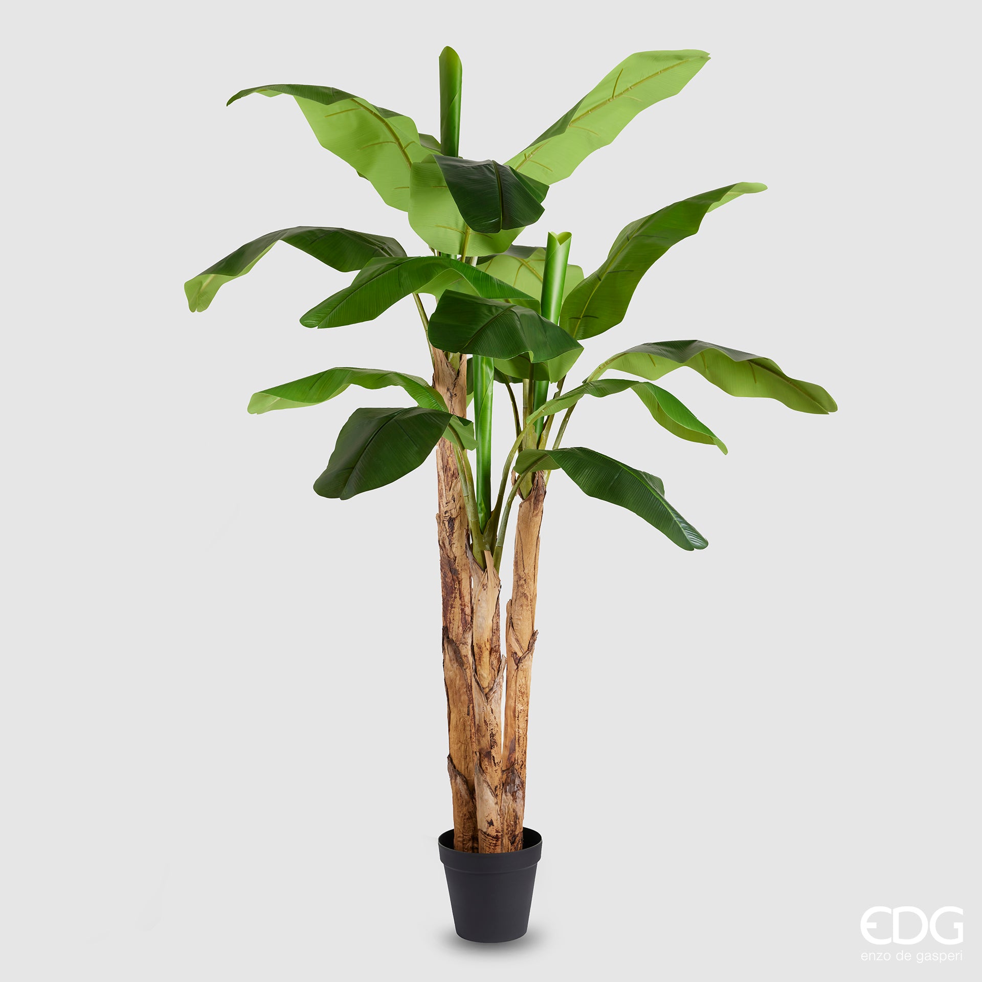 EDG Enzo De Gasperi Chic Banana Plant with Vase H240 cm 18 Leaves