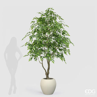 EDG Enzo De Gasperi Pianta Artificiale Ficus Beniamino Vogue con Vaso H244 cm