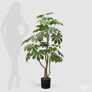 EDG Enzo De Gasperi Künstliche Aralia Vogue Pflanze mit Vase H 144 cm