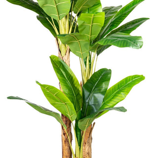 Gasper Pianta di Banano 3 Tronchi con Vaso e terriccio 33 foglie H240 cm