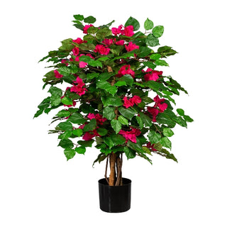 Gasper Bougainvillea plant 450 leaves H100 cm