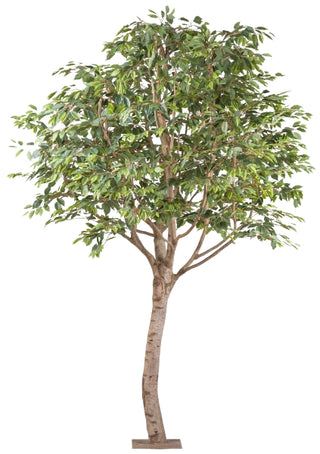 Gasper Pianta di Ficus Benjamina Verde con Tronco Naturale 260x200 cm