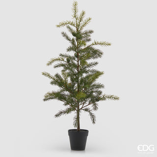 EDG Enzo De Gasperi Pino Con Vaso H97 cm