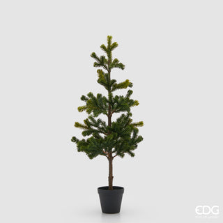 EDG Enzo De Gasperi Pino Con Vaso H71 cm