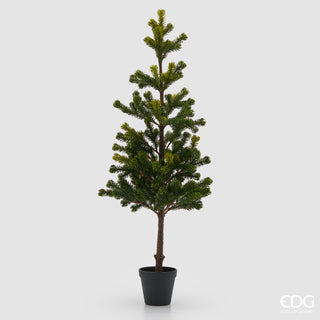 EDG Enzo De Gasperi Pino Con Vaso H80 cm