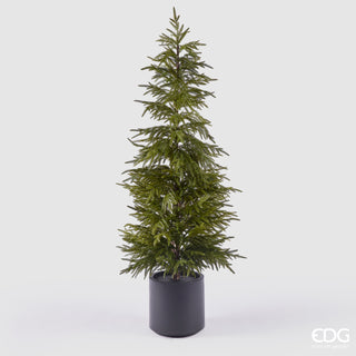 EDG Enzo De Gasperi Pino Cryptomeria in Vaso H152 cm Real Touch