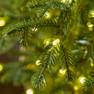 EDG Enzo De Gasperi Albero di Natale Pino Lucciole 180 cm con 2300 Rice Led