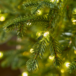 EDG Enzo De Gasperi Albero di Natale Pino Lucciole 240 cm con 4200 Rice Led