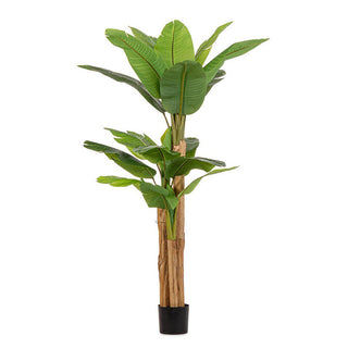Gasper Pianta di Banano 3 Tronchi con Vaso e terriccio 25 foglie H180 cm