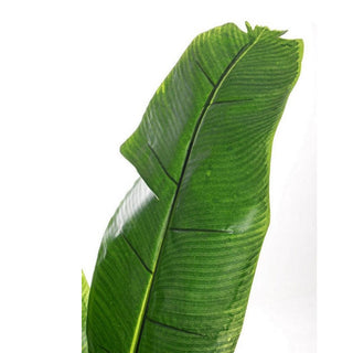 Andrea Bizzotto Banana Plant with Pot 20 leaves H200 cm