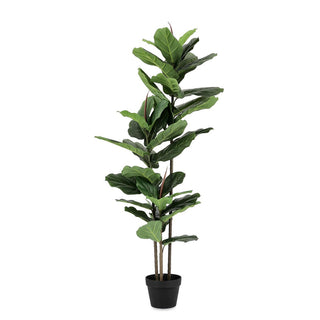 Andrea Bizzotto Künstliche Ficus Lyrata-Pflanze mit 39-Blatt-Topf, H145 cm