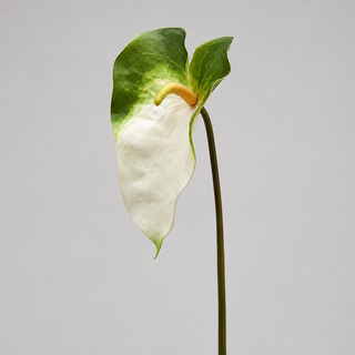 EDG Enzo De Gasperi Ramo Artificiale di Anthurium H75 cm Bianco