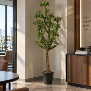 EDG Enzo De Gasperi Pianta Artificiale Cactus West con Vaso H183 Cm