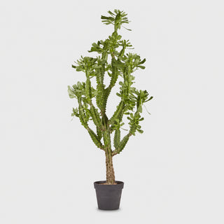 EDG Enzo De Gasperi Pianta Artificiale Cactus West con Vaso H148 Cm