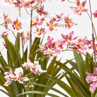 EDG Enzo De Gasperi Orchidea Oncidium 6 fiori con Vaso in vetro H61 cm Rosa