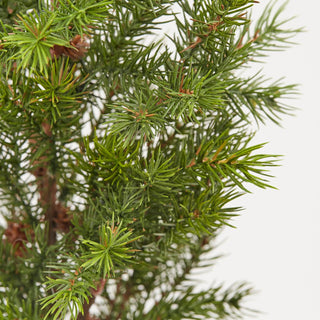 EDG Enzo De Gasperi Pine Branch with Pine Cones H104 cm
