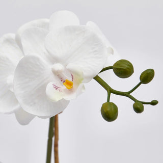 EDG Enzo De Gasperi Orchidea Phalaenopsis x2 con Cesto H40 cm