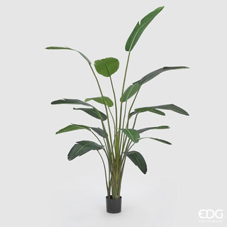 EDG Enzo De Gasperi pianta con vaso Strelitzia Chic H245 cm