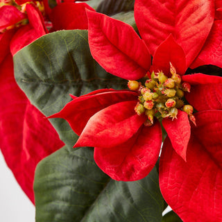 EDG Enzo De Gasperi Mazzo Stelle di Natale Luxury 5 Fiori H51 cm