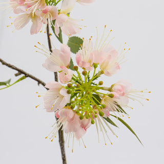 EDG Enzo De Gasperi Branch of Japanese Peach Tree Sakura H45 cm