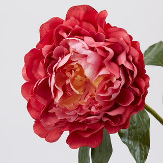 EDG Enzo De Gasperi Royal Peony Rama H57 cm Rosa