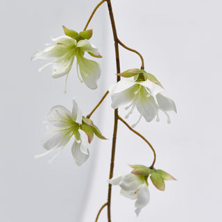 EDG Enzo De Gasperi Branch of Clematis Viticella H105 cm White