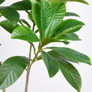 EDG Enzo De Gasperi Artificial Plant Elaeocarpus Chic X3 with Pot H150 cm